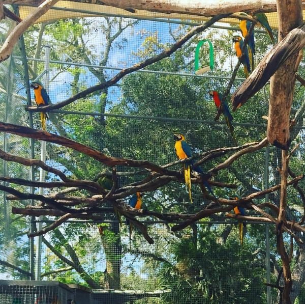 adult blue and gold macaw parrots (males/females) adult blue and gold macaw parrots (males/females)