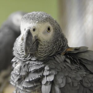 Home african grey congo