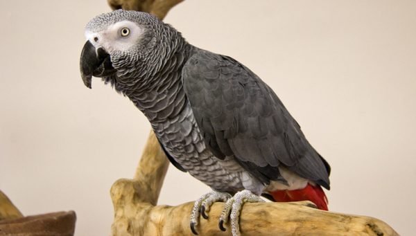 african grey congo african grey congo