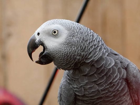 african grey congo african grey congo