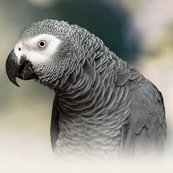 african grey congo african grey congo