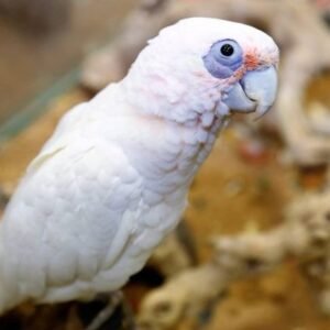 Home bare eyed cockatoo