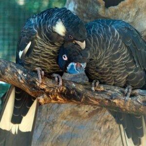 baudins black cockatoo