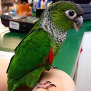 black capped conure