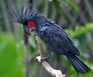black palm cockatoo