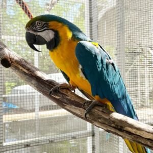 import placeholder for 775