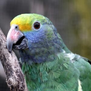 blue cheeked amazon