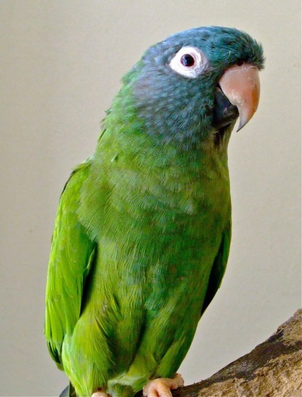 blue crowned conure blue crowned conure