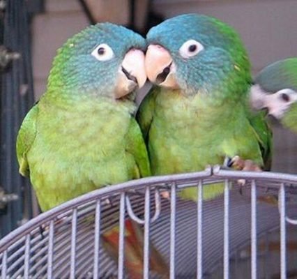 blue crowned conure blue crowned conure