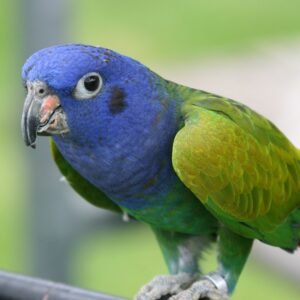 Home blue headed pionus