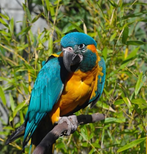 blue throated macaw parrot (limpina) blue throated macaw parrot (limpina)