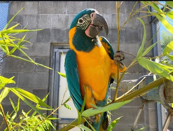 blue throated macaw parrot (limpina)