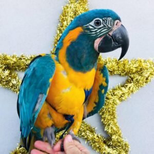 import placeholder for 781