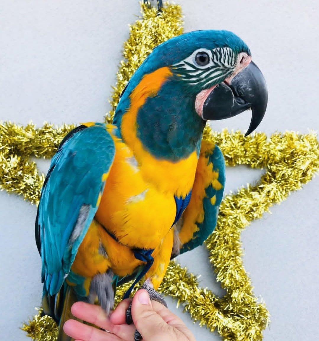 import placeholder for 781 import placeholder for 781