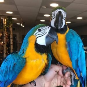 import placeholder for 784