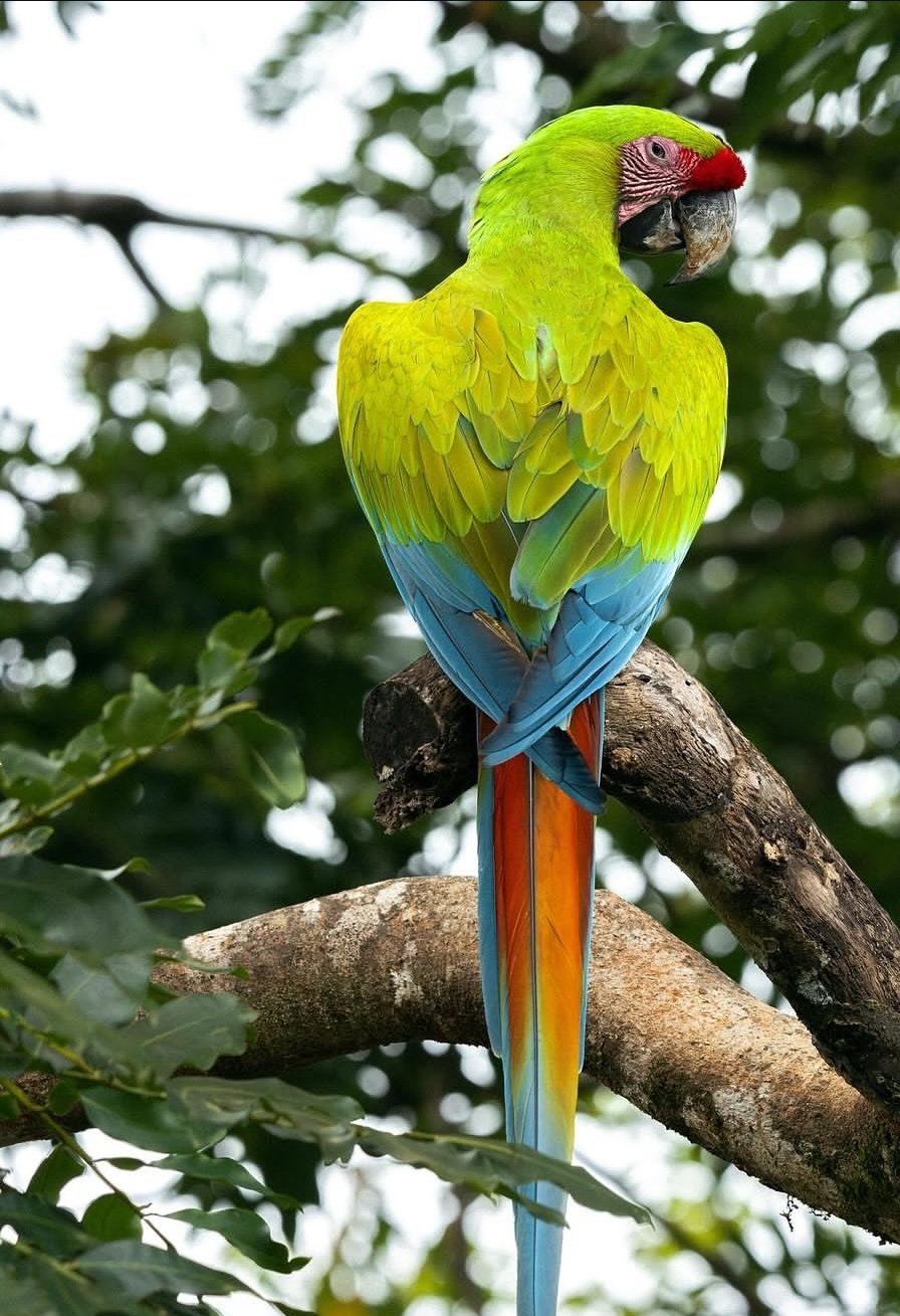 breeding pair buffon macaw parrots male & female breeding pair buffon macaw parrots male & female