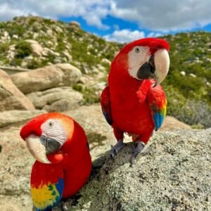 Home import placeholder for 800