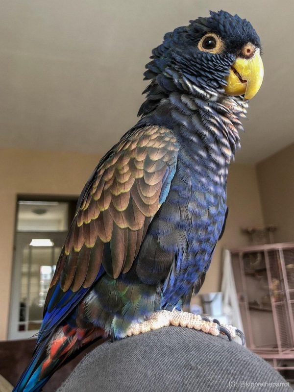 bronze winged pionus bronze winged pionus