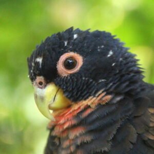 Home bronze winged pionus