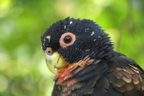 bronze winged pionus bronze winged pionus