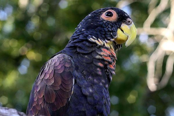 bronze winged pionus bronze winged pionus