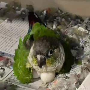 conure eggs (fertile)