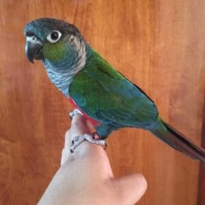crimson bellied conure