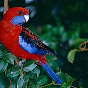 crimson rosella