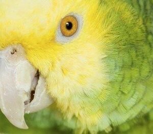 double yellow headed amazon