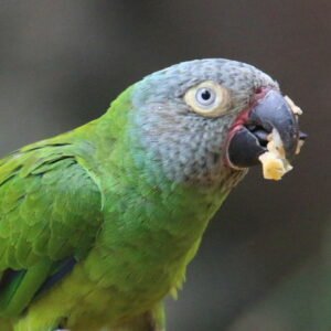 dusky headed parakeet