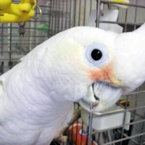 goffins cockatoo