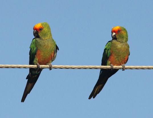 gold capped conure gold capped conure