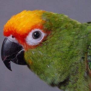 gold capped conure