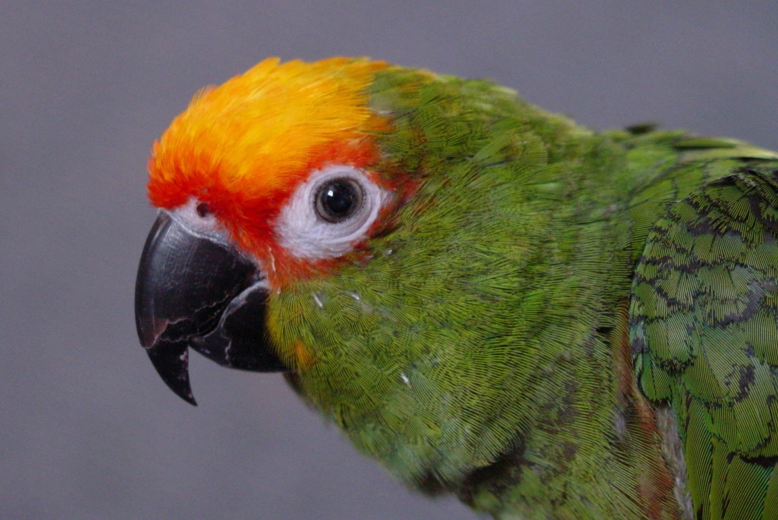 gold capped conure gold capped conure