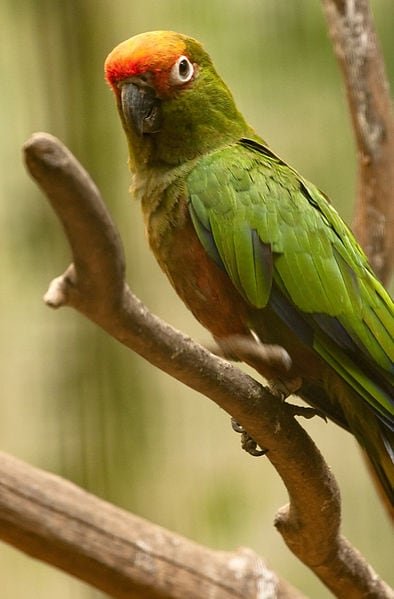 gold capped conure gold capped conure
