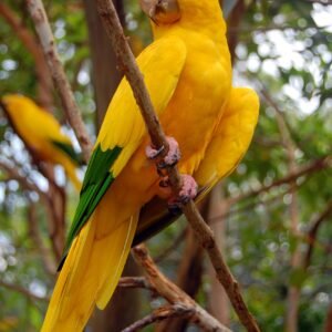 golden conure