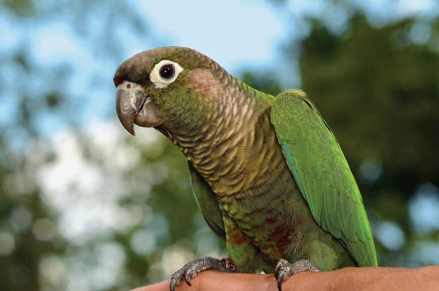 green cheek conure green cheek conure
