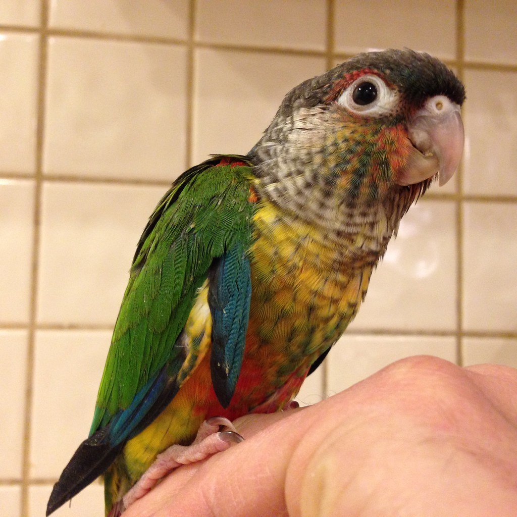 green cheek conure green cheek conure