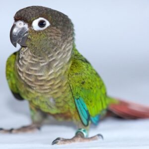 green cheek conure