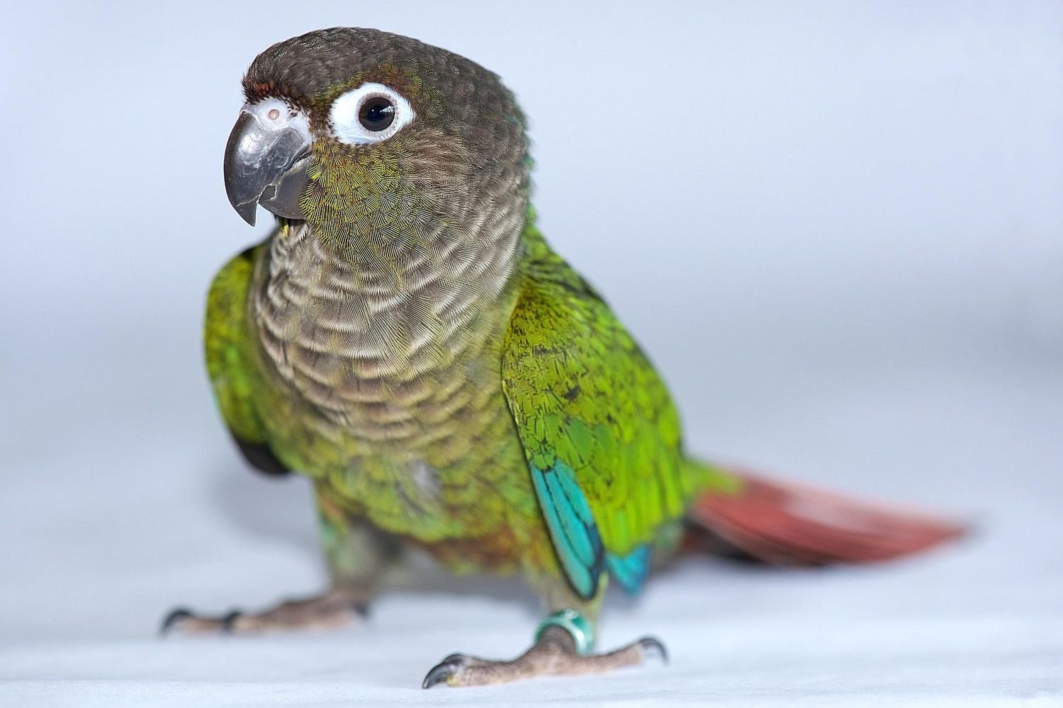 green cheek conure green cheek conure
