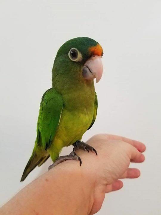 half moon conure half moon conure