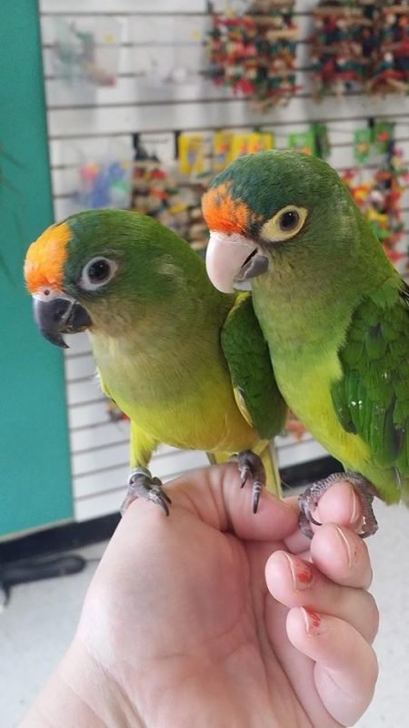 half moon conure half moon conure