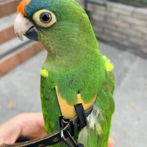 half moon conure