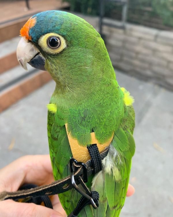 half moon conure half moon conure