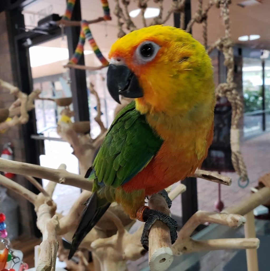 jenday conure jenday conure