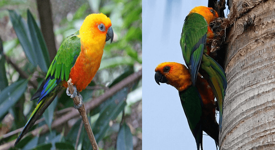 jenday conure jenday conure