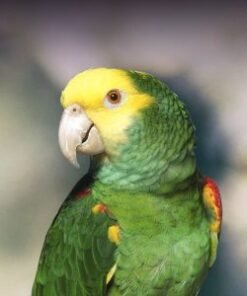 mealy amazon mealy amazon