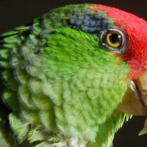 mexican red headed amazon