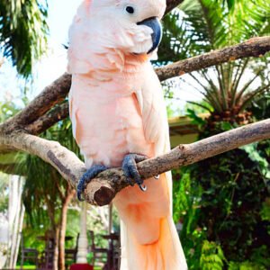moluccan cockatoo