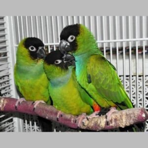 nanday conure